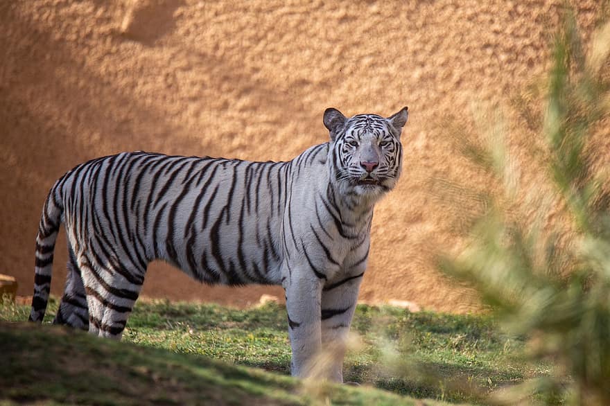 Tigre blanco, animal, zoo, Tigre, mamífero, Gato grande, animal salvaje, gato montés, depredador, felino, fauna silvestre