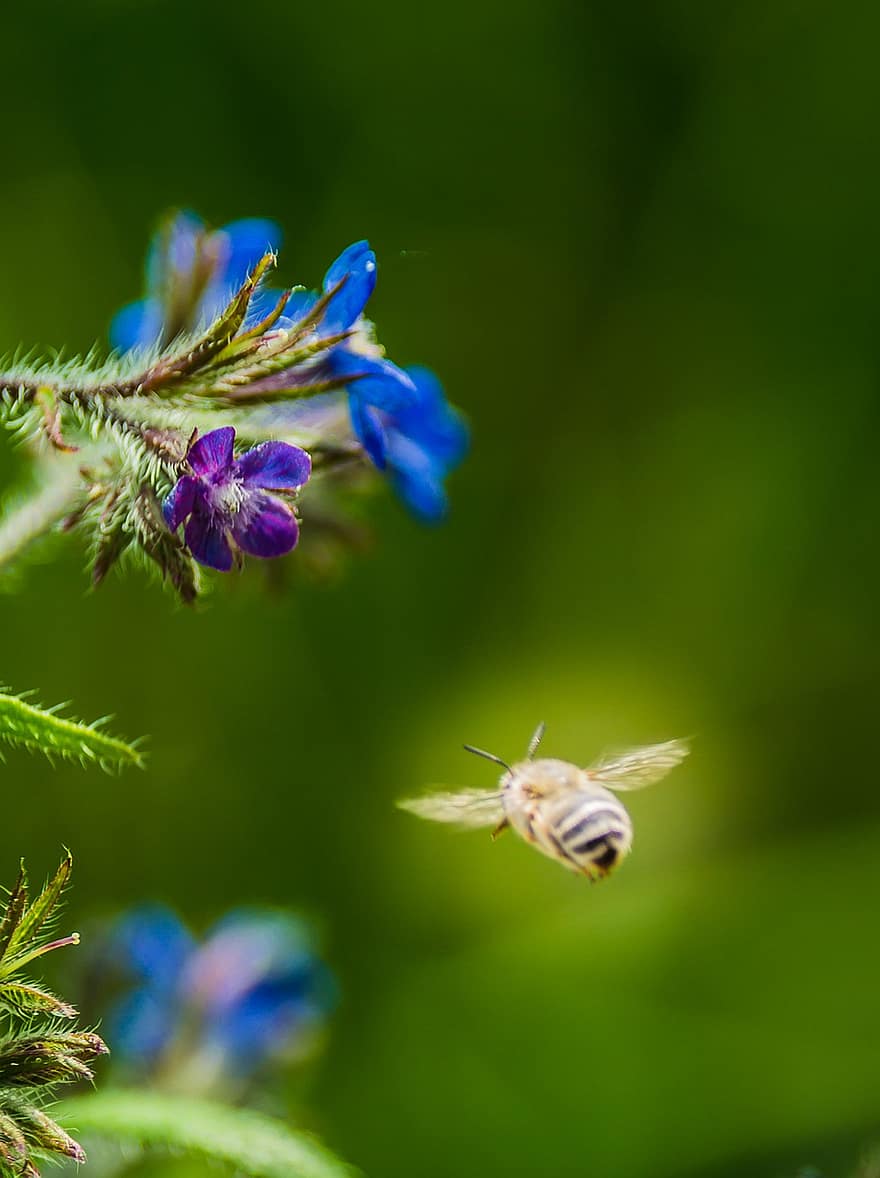 मधुमक्खी, इतालवी अल्काने, फूल, पौधा, परागन, अमृत, पंखुड़ियों, फूल का खिलना, वनस्पति, बगीचा, प्रकृति