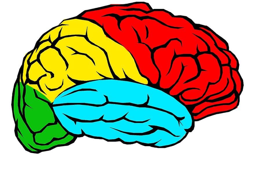 hjerne, lapper, farve, medicinsk, lillehjernen