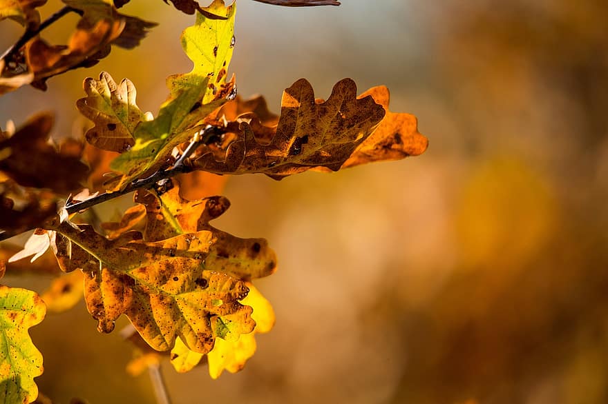 feuilles, l'automne, lumière du soleil, feuillage, branches, arbre, plante, tomber, feuillage d'automne, feuilles d'automne, ambiance