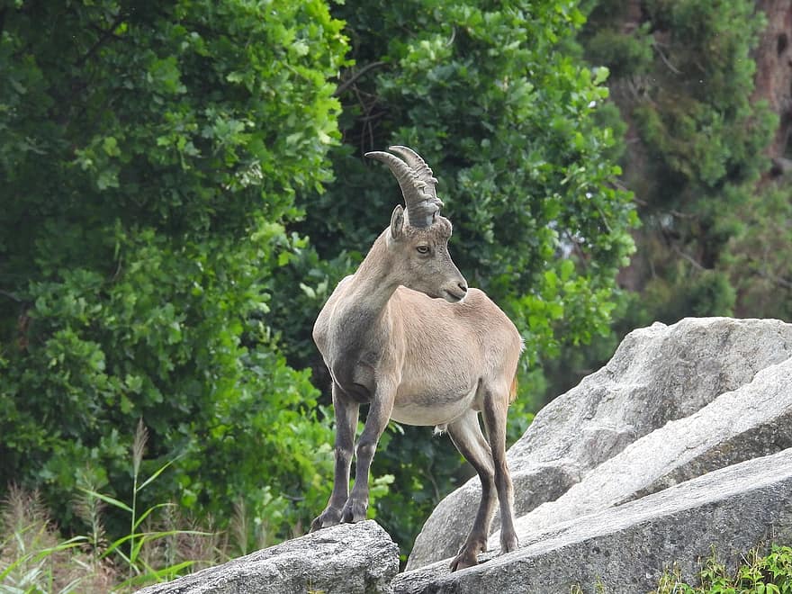 Stone Goat, Rock, Horns, Stand, Mammal, Alpine Ibex, Female, Nature, Alpine, Climb, Zoo