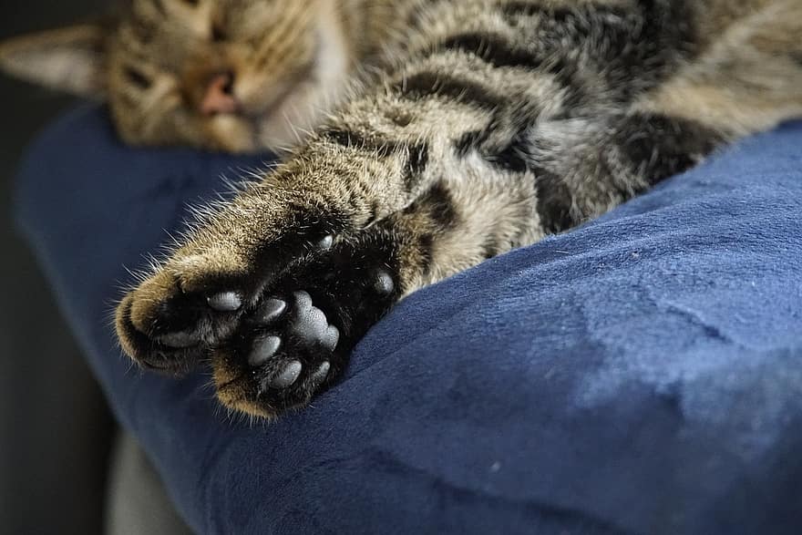 con mèo, bàn chân, thư giãn, ngủ trưa