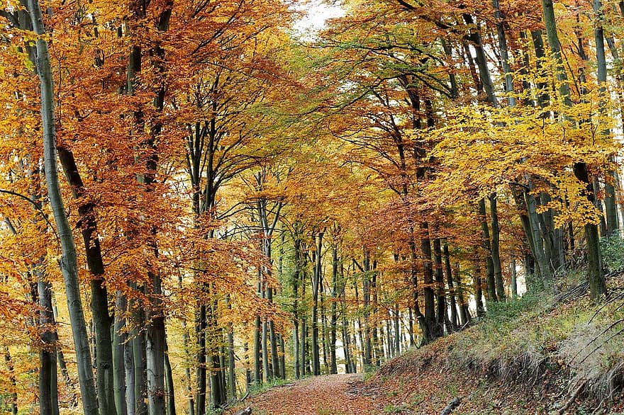 rudenī, mežs, koki, koks, raksturs, lapas, ārā, dzeltens, sezonā, skaistums dabā, ainavu