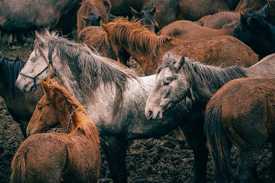 животные, лошади, млекопитающее, вид, фауна, лошадиный, ферма, сельская сцена, лошадь, домашний скот, сельское хозяйство