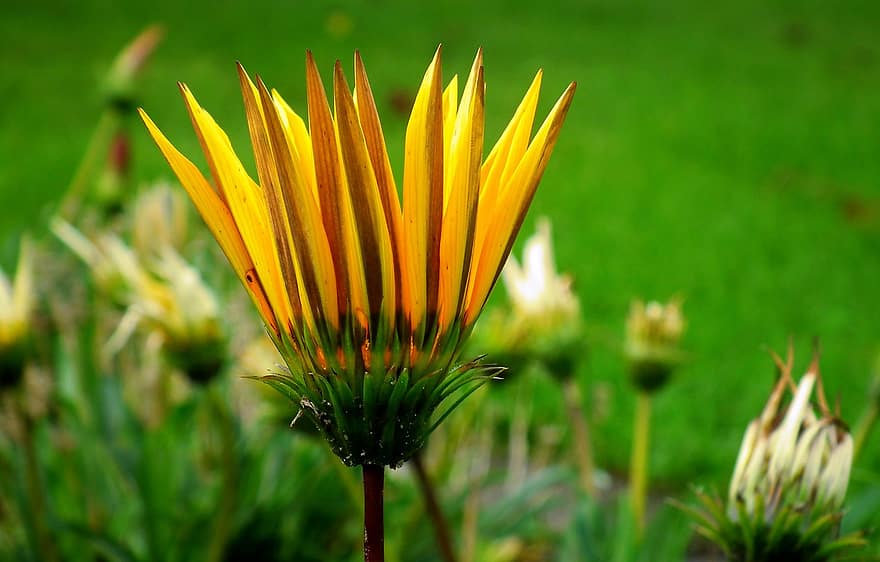 Gazania, африканска маргаритка, жълто цвете, цвят, природа