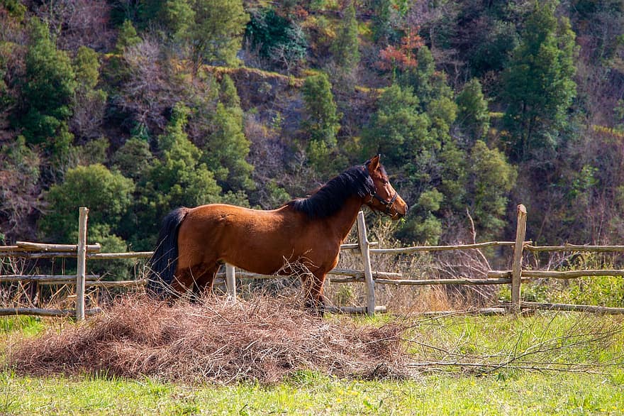 cal, fân, Ranch, padoc, gard, coamă, maro cal, animal, natură, fermă, mediu rural