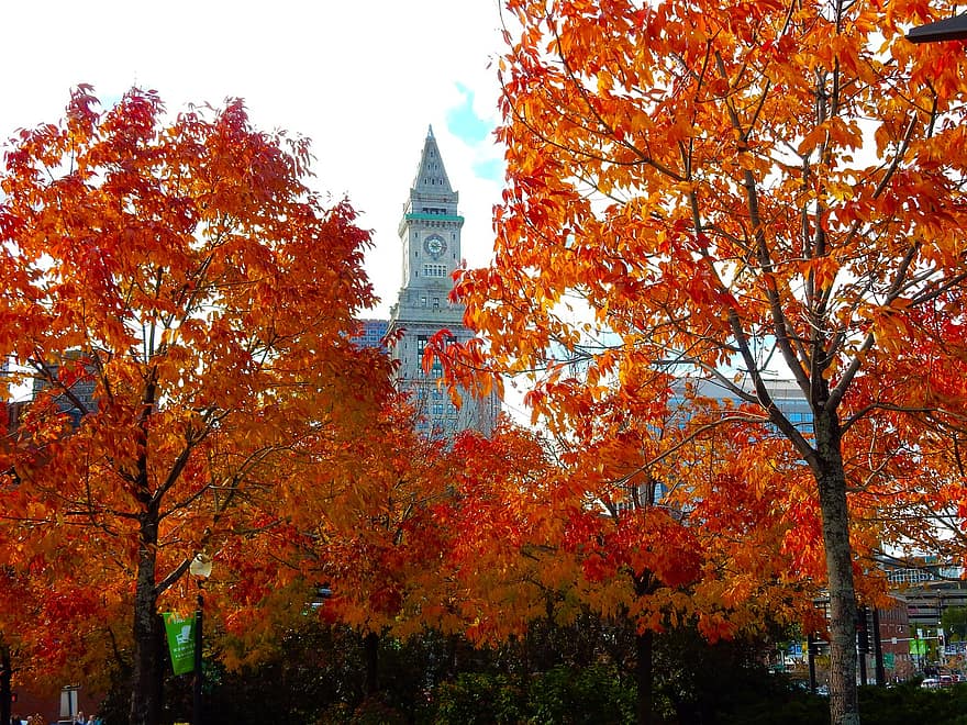 boston, autunno, albero, parco, architettura, Stati Uniti d'America, le foglie, colorato, all'aperto, panoramico, paesaggio