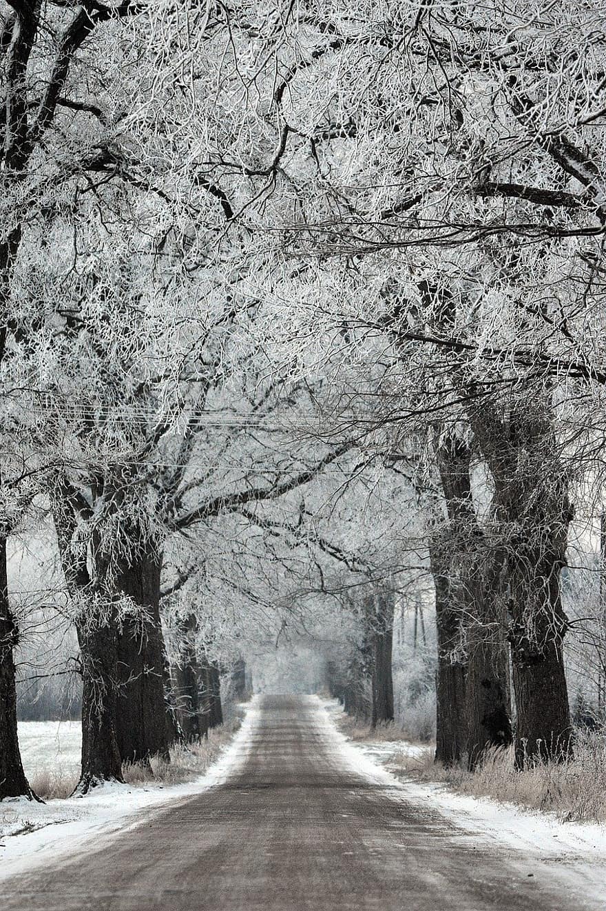 ziemā, ceļš, mežs, koki, raksturs, ainavu, Polija, koks, sniegs, sezonā, lauku ceļš