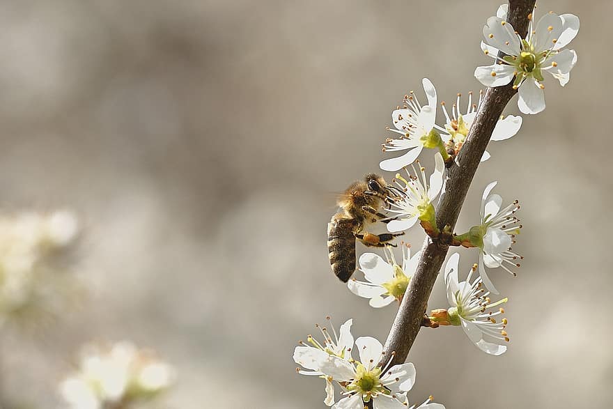 Bie, honningbie, pollinere, blomstrer, natur, våren, blomst, nærbilde, makro, insekt, anlegg