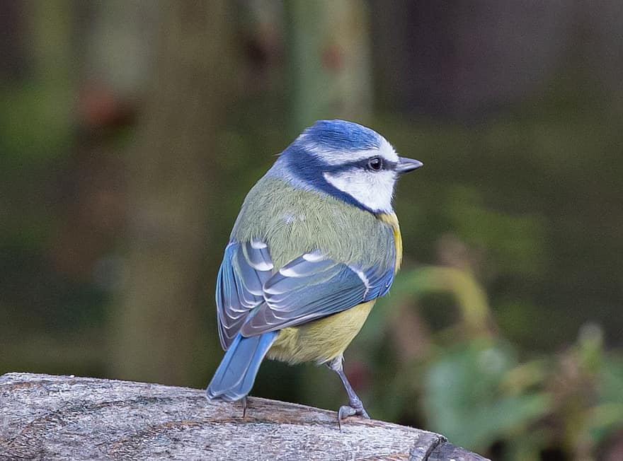 teta azul, peituda, pequeno pássaro, pássaro jardim, jardim, plumagem, pena, pássaro, empoleirado, pássaro empoleirado, ave