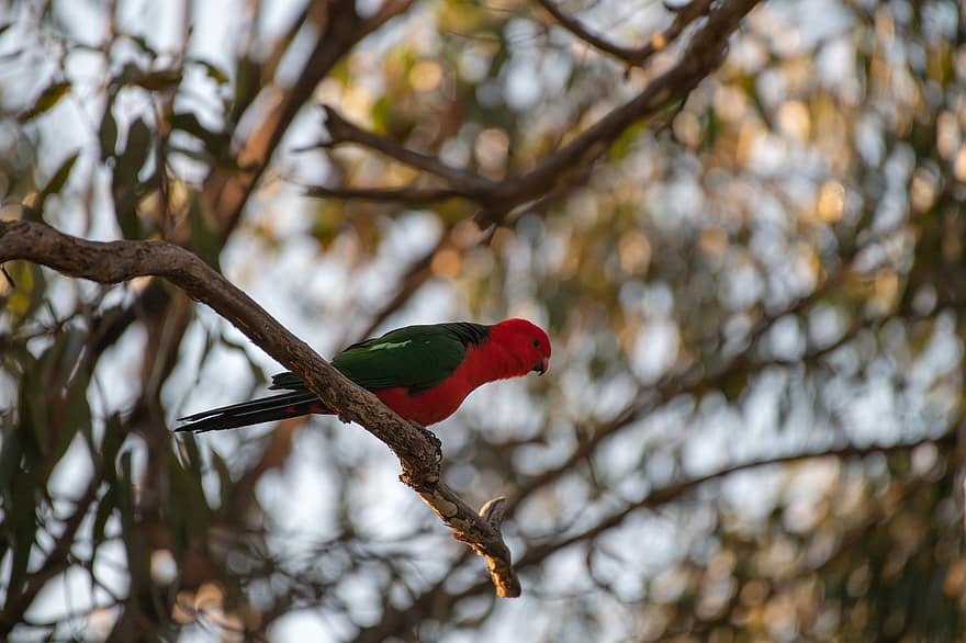 avustralya papağanı, alisterus scapularis, papağan, kuş, yaban hayatı, erkek, Avustralya, yerli, doğa, kırmızı, yeşil
