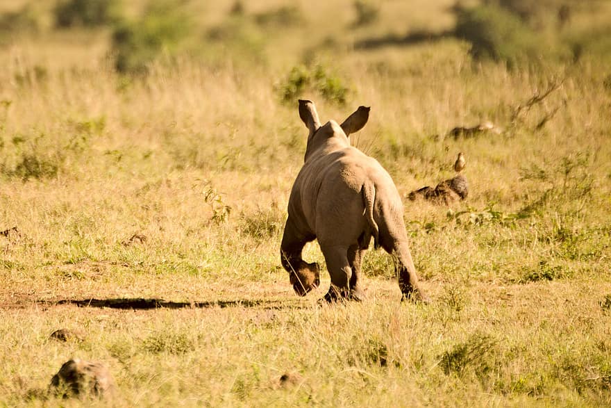 rinoceronte, bezerro, animal, selvagem, animal selvagem, mundo animal, região selvagem, animais selvagens, fotografia da vida selvagem, paquiderme, nairobi