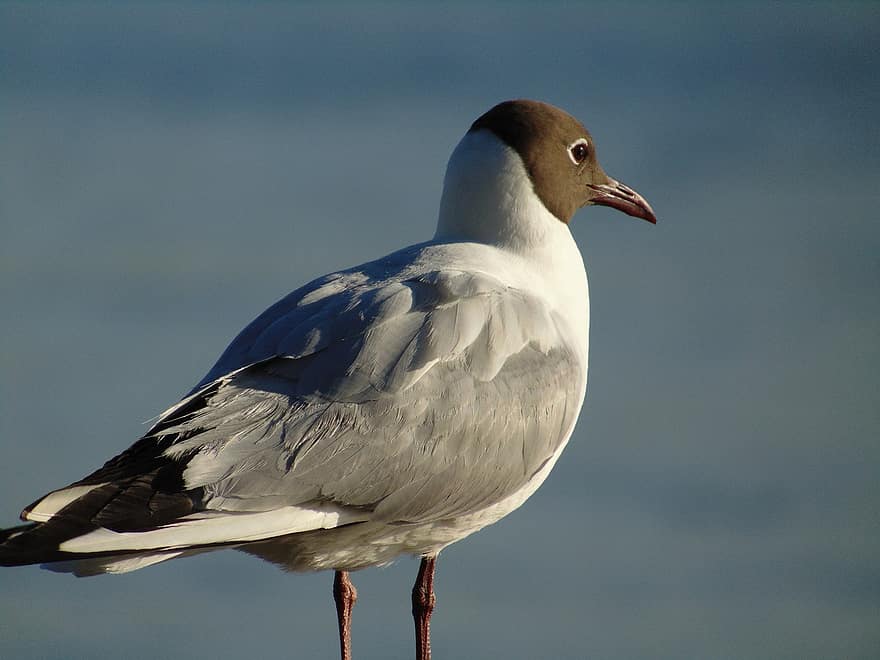 Seagull, Bird, Feathers, Plumage, Seabird, Water Bird, Gull, Ave, Avian, Ornithology, Birdwatching