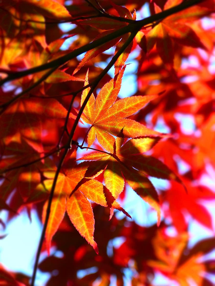 rood, blad, bladeren