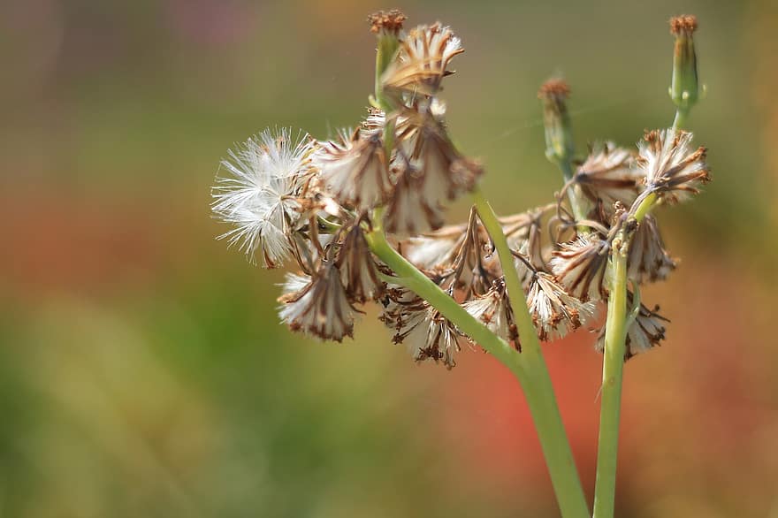 Saltmarsh Aster, Flowers, Seeds, Seedheads, Fluffy, Buds, Pointed Flowers, Plant, Weed, Meadow, Nature