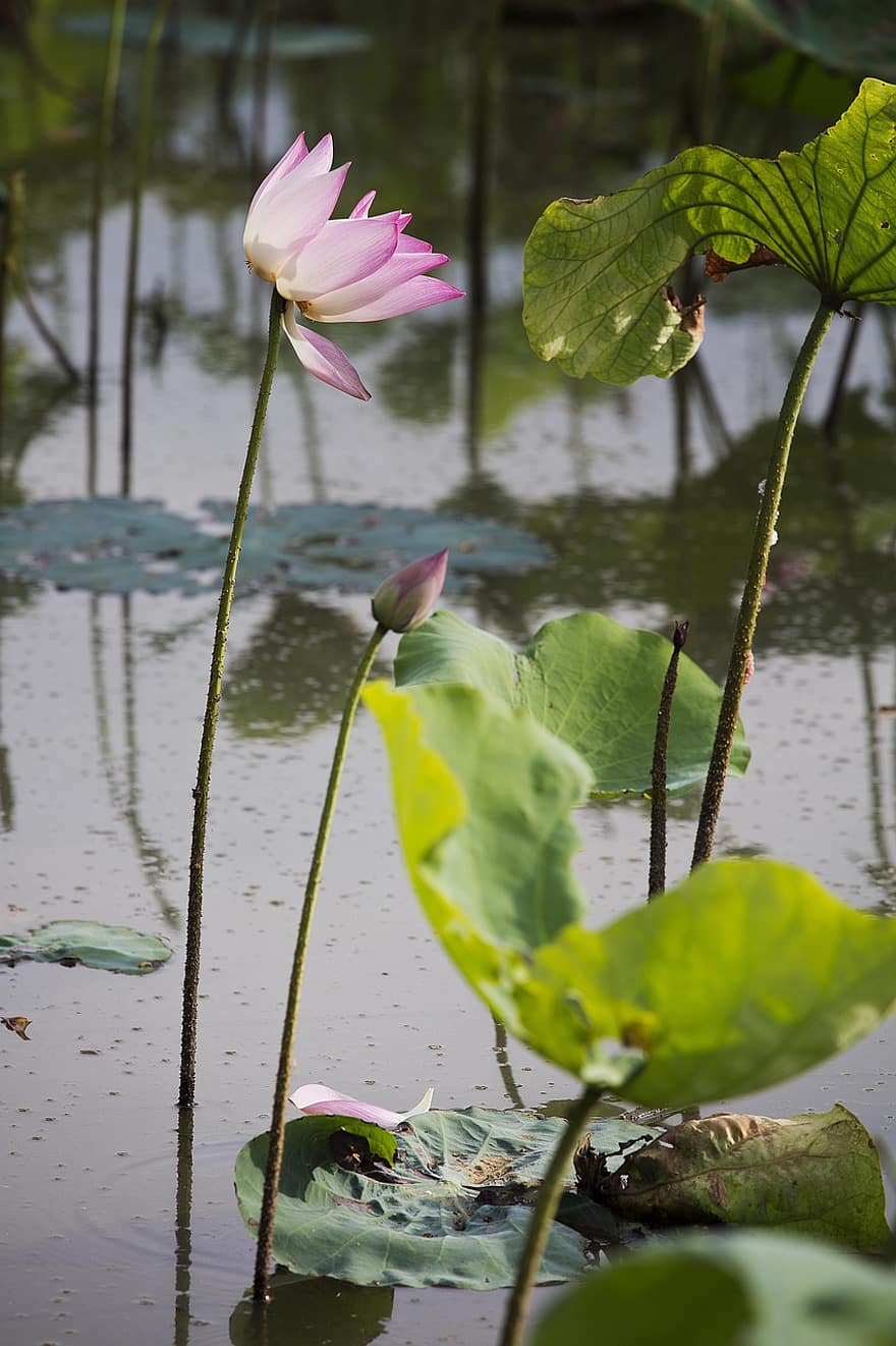 Flower, Lotus, Petals, Foliage, Lake, Aquatic Plants, Nymphaea Alba, Reflection, Flora