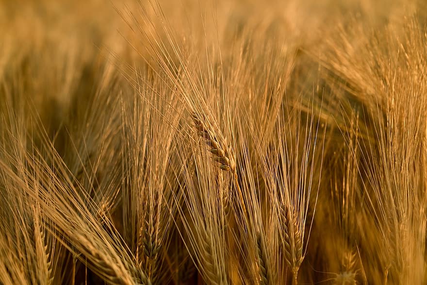 trigo, grão, agricultura, forragem, campo, plantar, Fazenda, natureza, fechar-se, verão, crescimento