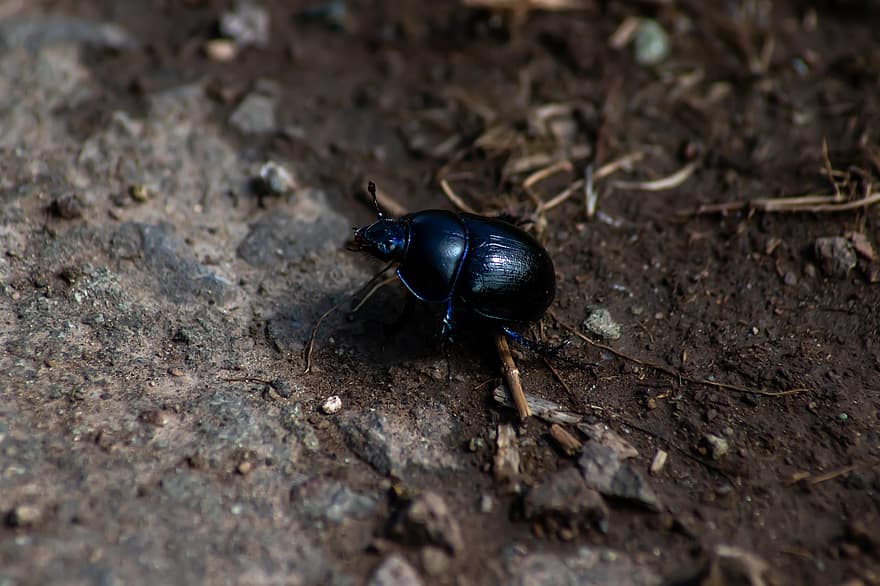Dung Beetle, Beetle, Insect, Nature, Close Up, close-up, macro, invertebrate, arthropod, animals in the wild, scarab beetle