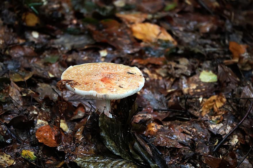 гриб, деревянный пол, дождь, природа, лес, дикий гриб