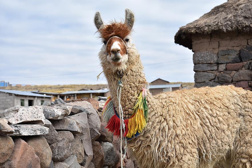 llama, hewan, ternak, unta, mamalia, wol, cuzco