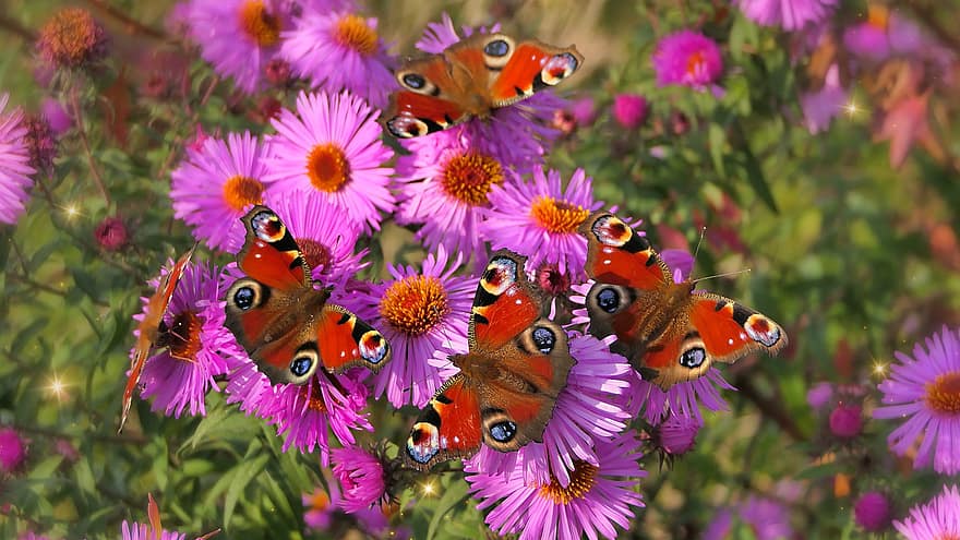 sommerfugle, blomster, bestøve, bestøvning, insekter, winged insekter, sommerfugl vinger, flor, blomstre, flora, fauna