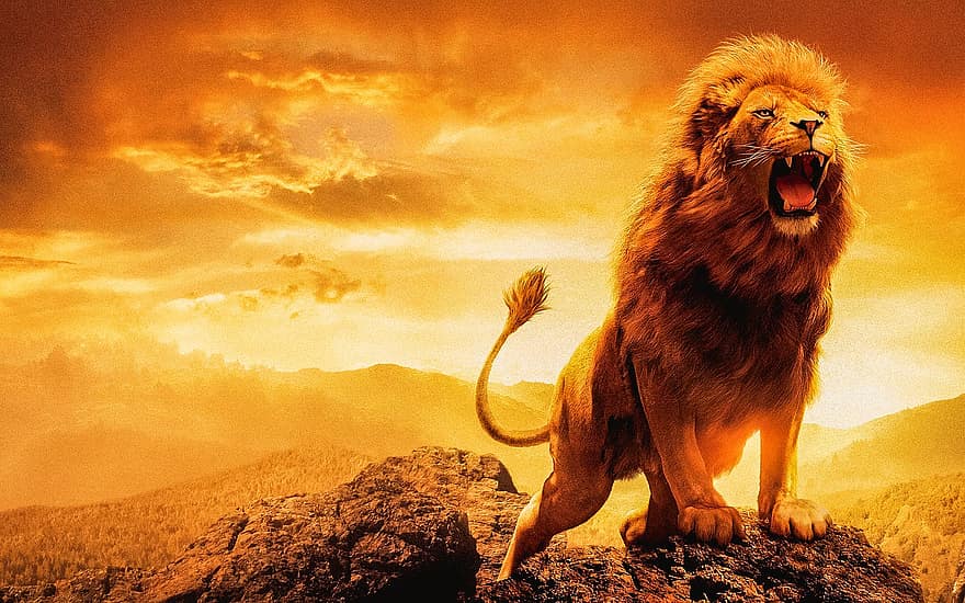 Leone, leone maschio, leone femminile, Re del mondo animale, re della giungla, grido di guerra, animalia, Leone d'Africa, Mondo arancione, Animali arancioni, Leone arancione