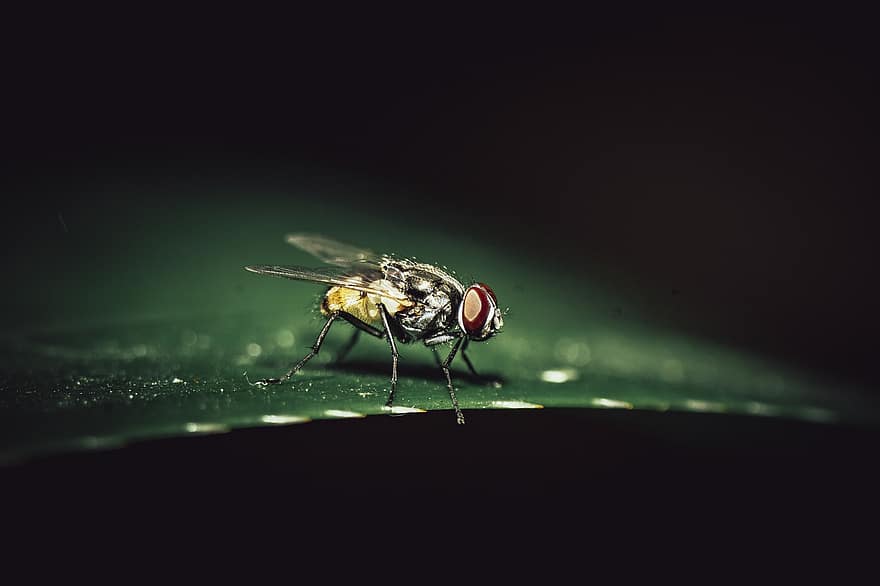 Fly, Insect, Leaf, Plant, Nature, Small, Dark, Macro