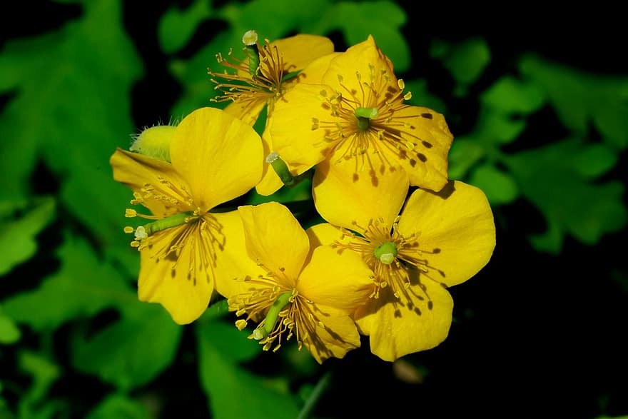 жълтениче, диви цветя, жълти цветя, пружина, пролетни цветя, Република Корея, градина, Южна Кореа, едър план, цвете, жълт