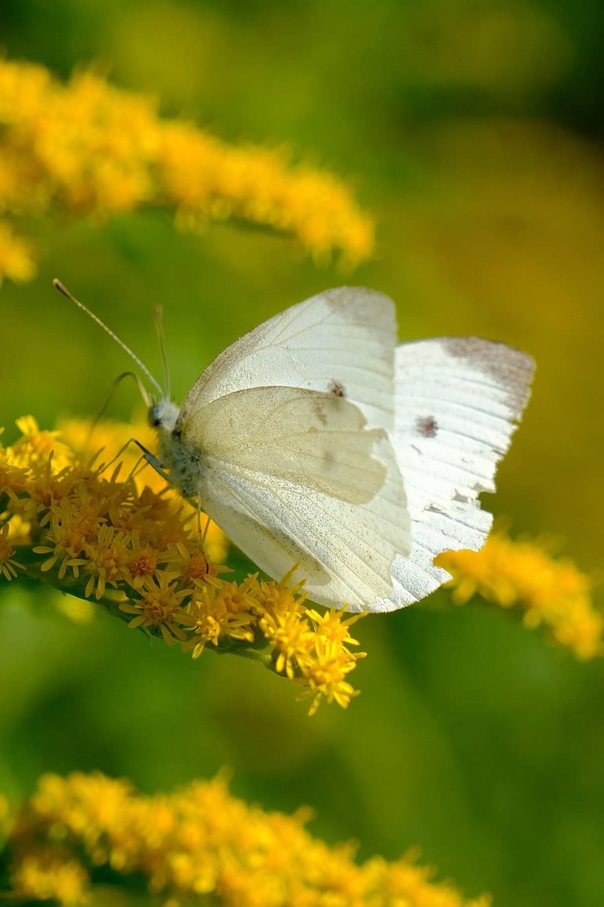 papillon blanc de chou, papillon, fleurs