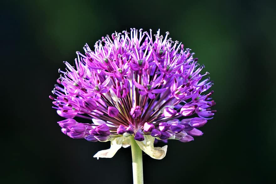 Flower, Allium, Ornamental Onion, Plant, Nature, Blossom, Bloom, Ball Leek, Flora