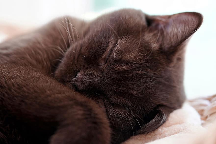 british shorthair, gato, gatito, mascota, gato joven, Gato domestico, animal, mamífero, linda, encantador, dormir