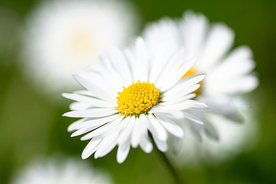 Marguerite, fleur, plante, fleur blanche, pétales, Floraison, printemps, la nature, jardin