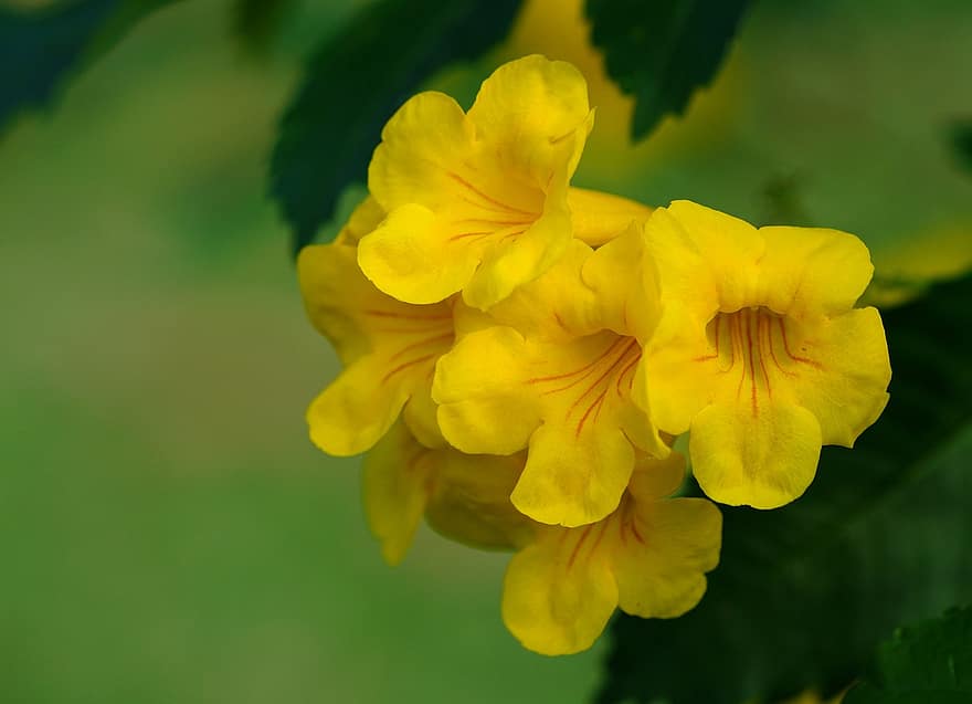 tecoma stans, kwiaty, żółci starsi, żółte kwiaty, płatki, żółte płatki, kwiat, kwitnąć, flora, Natura
