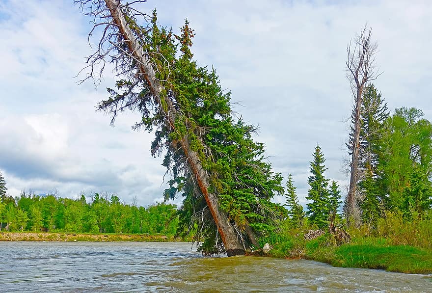 River, Trees, Nature, Snake River, Wyoming, Water, Spruce, Forest, Woods, Landscape, River Bank