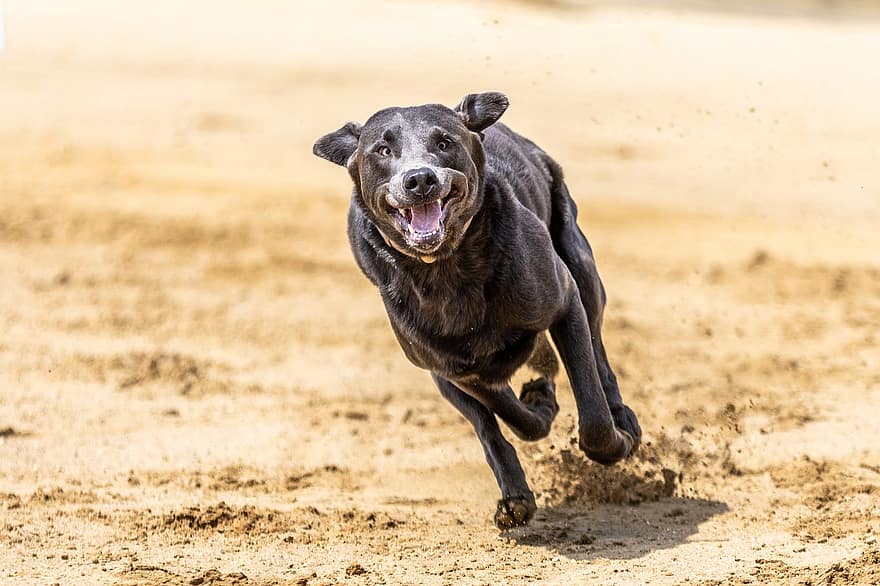 pies, psi, wyścig, biegać, bieganie, wyścigi psów, kurs wyścigowy, polowanie, charty