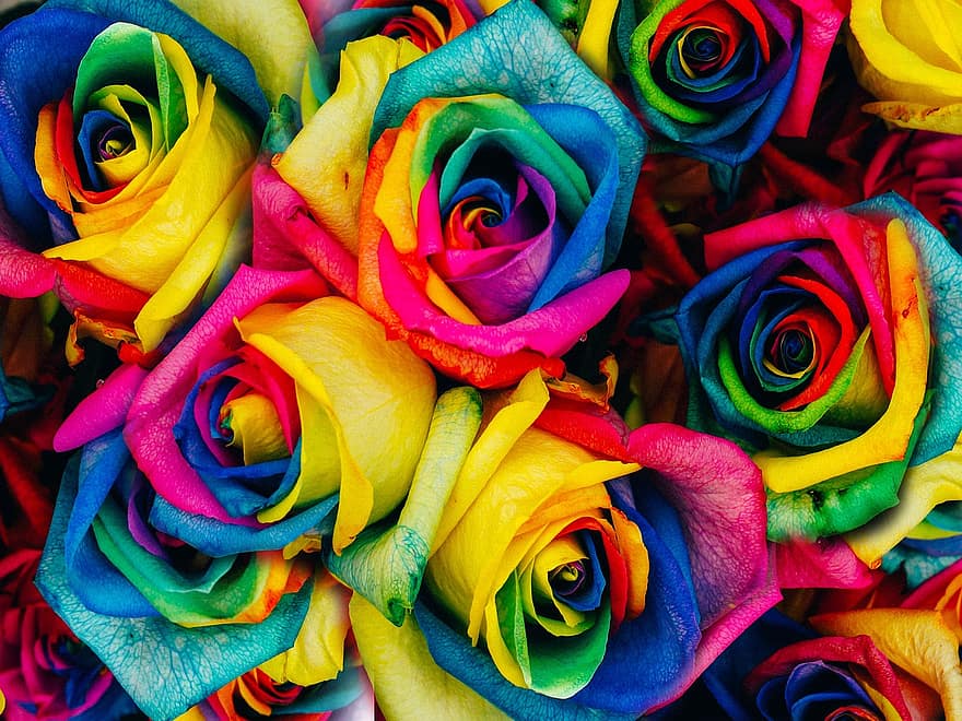 színes rózsák, Szivárvány rózsák, színes virágok, virágok, csokor, bezár, többszínű, háttérrel, virágszirom, sárga, közelkép