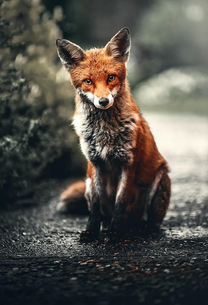 Animal, Wolf, Mammal, Species, Fauna, animals in the wild, red fox, cute, small, one animal, close-up