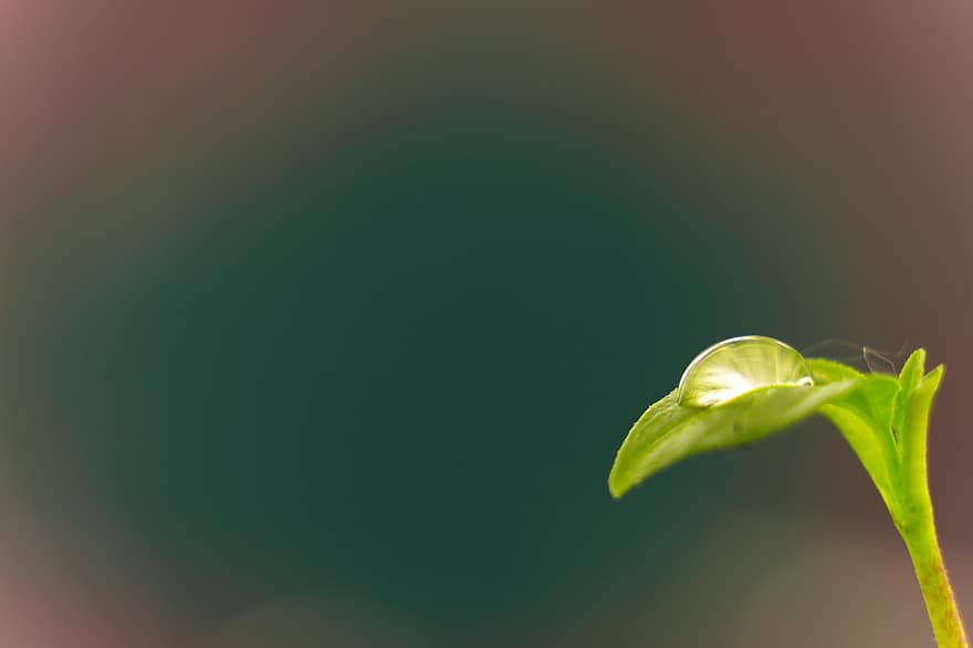 frunze, o picătură de, macro, a închide, fundalul, tapet, ploaie, plantă, verde, figura, apă