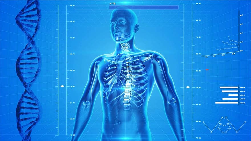 scheletro umano, il corpo umano, anatomia, raggi X, persone, immagine a raggi x, uomini, forma tridimensionale, colonna vertebrale umana, osso umano, Medicina Sanitaria