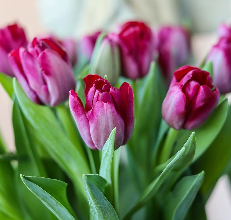 blomster, tulipaner, forår, sæson-, flor, blomstre, natur, flora, tulipan, plante, blomst