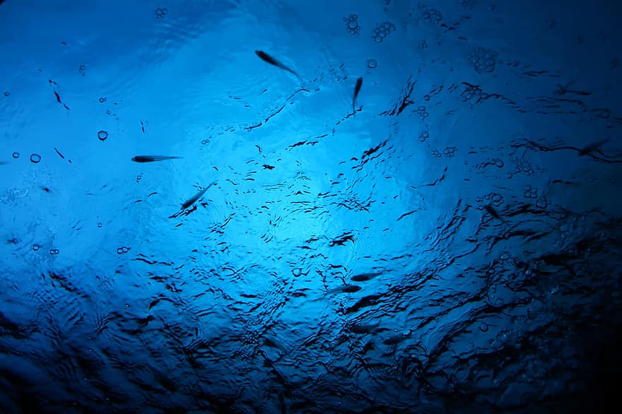 mar, peix, superfície de l'aigua, blau, sota l'aigua, aigua, fons, escull, submarinisme, profund, la vida marina