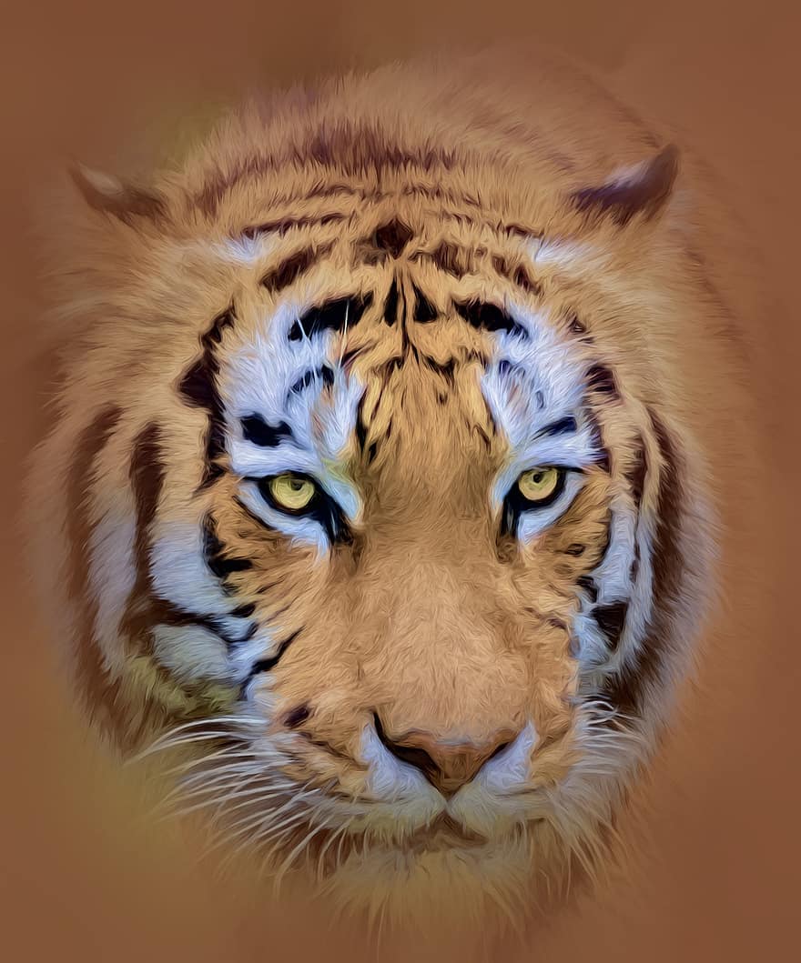 тигр, дикої природи, тварина, хижак, природи, ссавець, дикий, смужки, джунглі, зоопарк, кішка