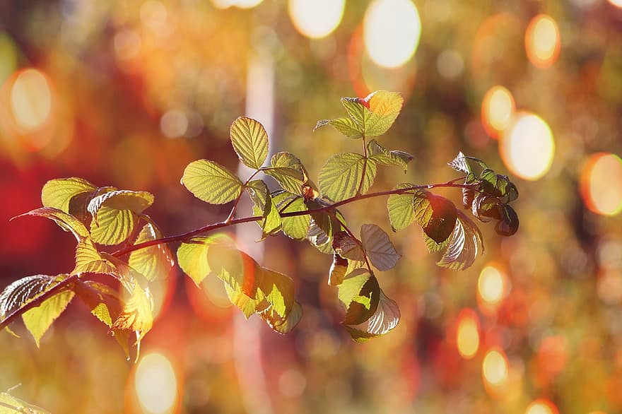 dedaunan, Daun-daun, tanaman, ranting, botani, flora, pembuluh darah, urat daun, musim gugur, dedaunan musim gugur, warna musim gugur
