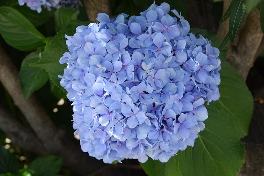 hortensia, blommor, blå hortensia, blåa blommor, kronblad, blå kronblad, blomma, flora, växt