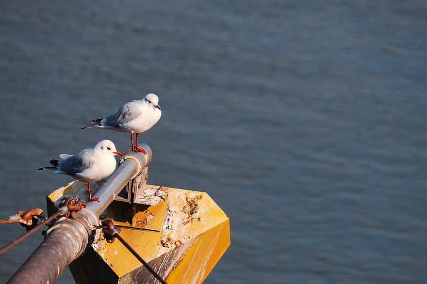 Seagulls, Gulls, Lake, River, seagull, beak, animals in the wild, water, sea bird, blue, nautical vessel