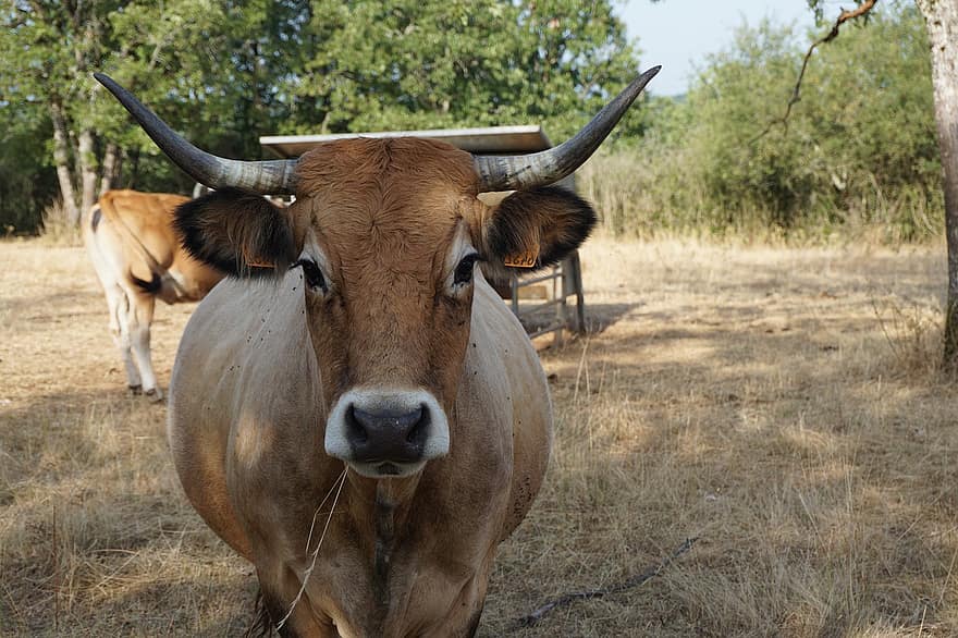 Cow, Cattle, France, Aubrac, Nature, Farm, Farm Animal