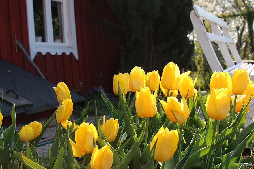 Tulpen, gelbe Tulpen, gelbe Blumen, Garten, Natur, Tulpe, Gelb, Blume, grüne Farbe, Frühling, Pflanze