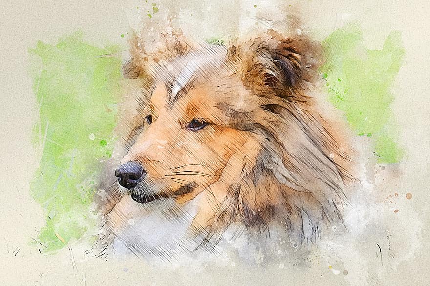 perro, mascota, amigo, canino, perro pastor de Shetland, Sheltie, animal, color leonado, extremo del bozal, raza canina, hembra