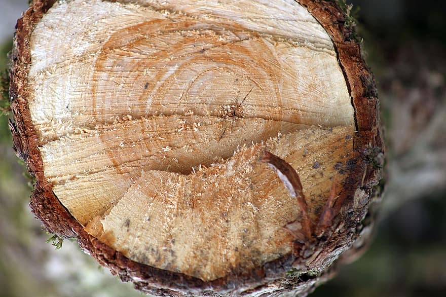 log, kayu, pohon, persilangan, cincin pohon, cincin pertumbuhan, tekstur, hutan, alam