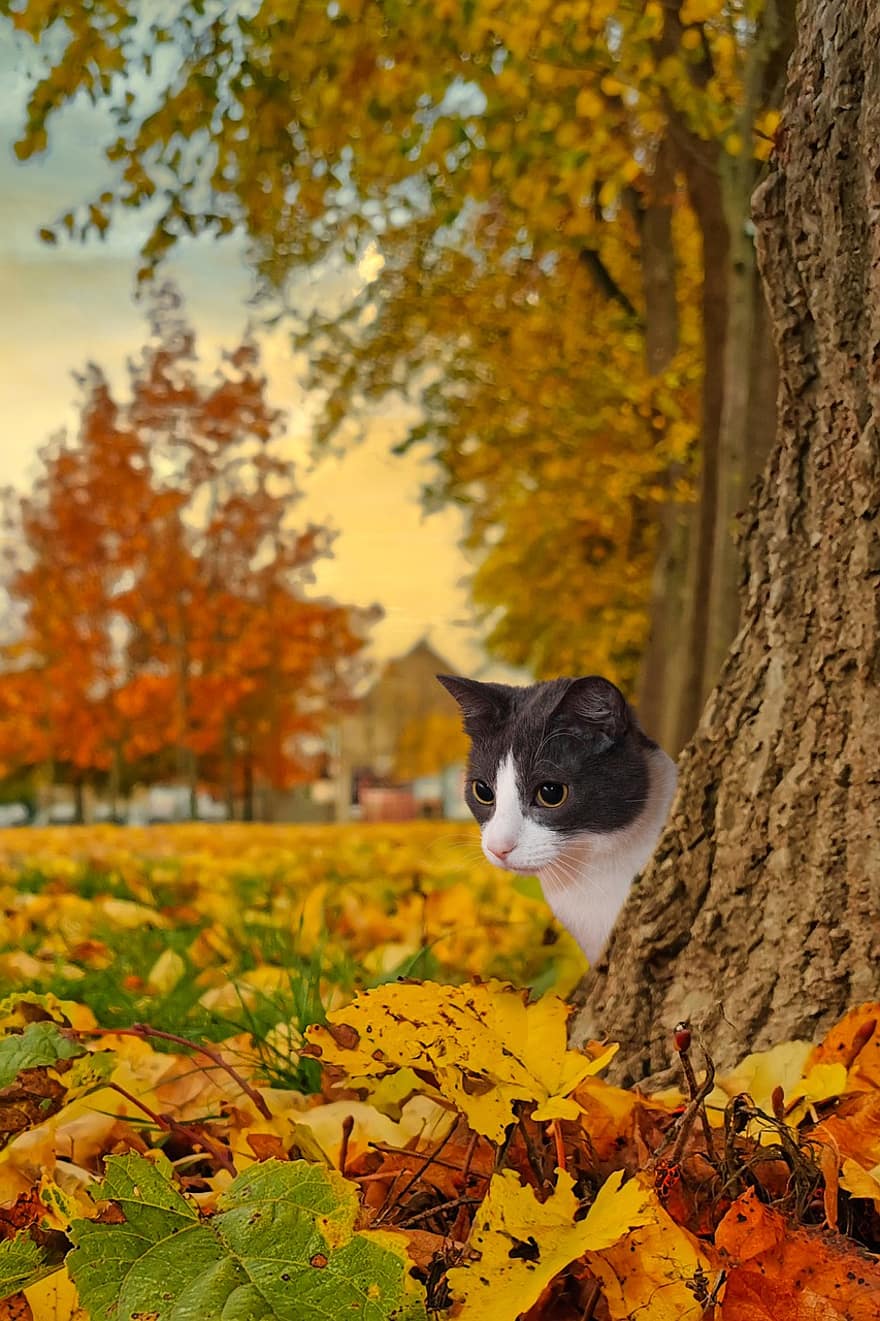 gato, felino, hojas, árbol, follaje, otoño, vistoso, Gato domestico, animal, naturaleza